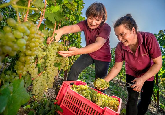 Hand-harvesting the Moscato