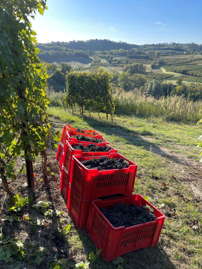 Picking crates in the vineyard