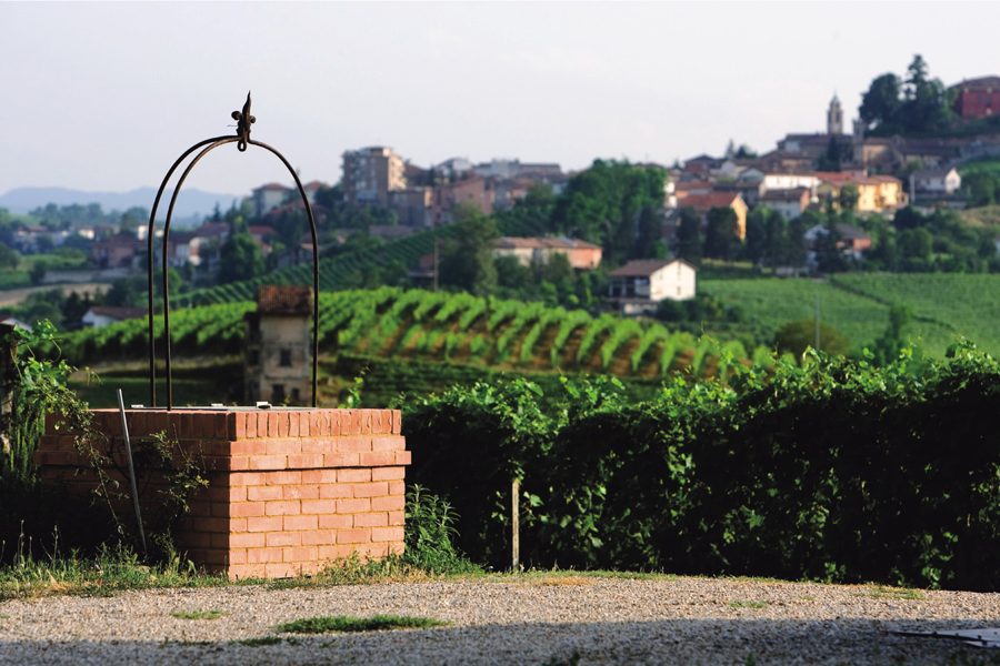Barbera vines above the village