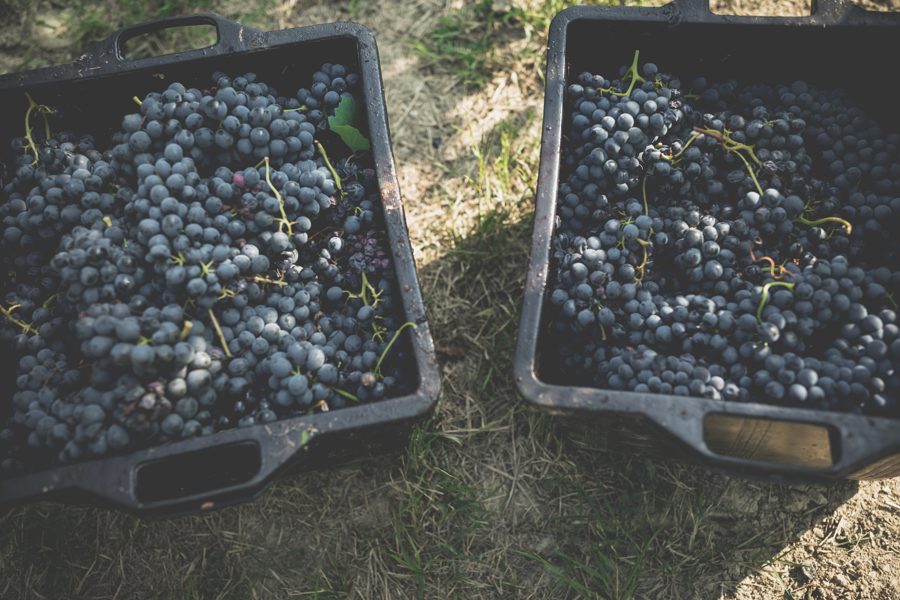 Barbera at harvest