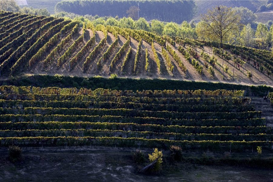 Vineyard rows, Agliano Terme