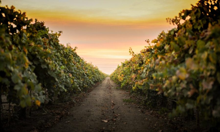 Vineyard at sunset