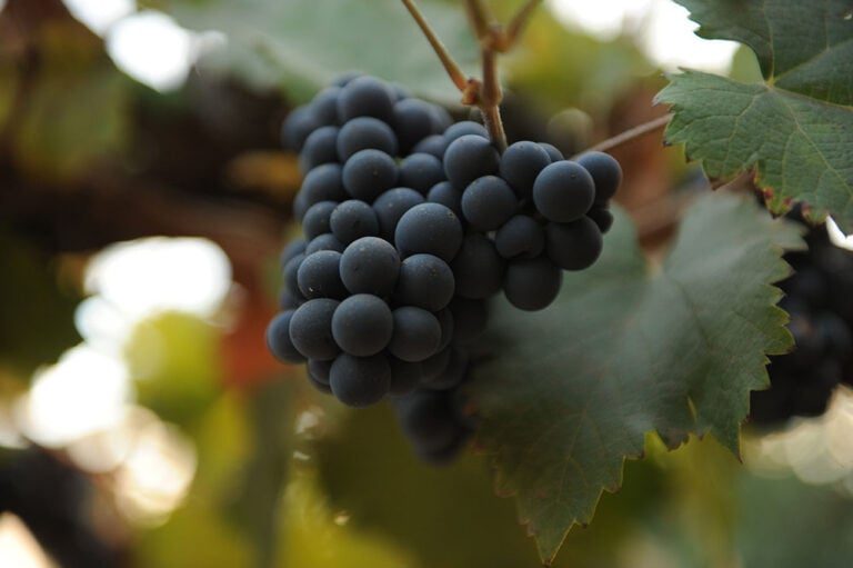 Muscat on the vine